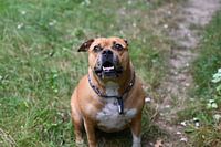 Brauner Stafford-Hund sitzt im Wald und schaut in die Kamera