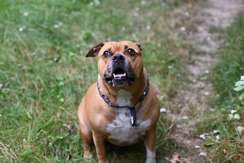 Brauner Stafford-Hund sitzt im Wald und schaut in die Kamera