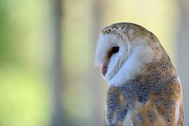 Barn Owl ( Tyto alba ), Common Barn Owl, most popular owl, white variant, backside view, Western Eur by wunderbare Erde