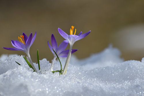 De eerste krokussen in het voorjaar
