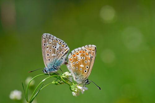 zwei Schmetterlinge auf einer Blüte im Freien