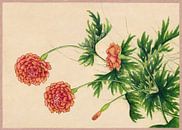 Peony (18th Century) painting by Zhang Ruoai. by Studio POPPY thumbnail