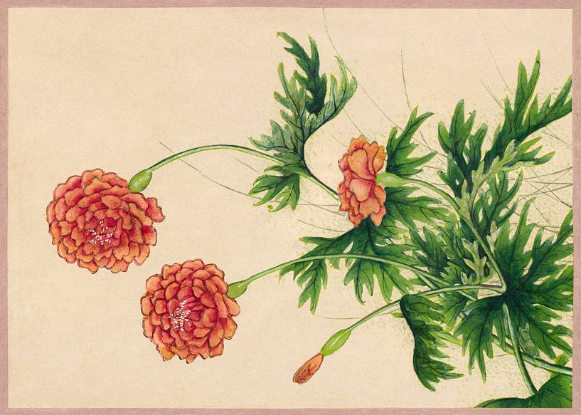 Peony (18th Century) painting by Zhang Ruoai. by Studio POPPY