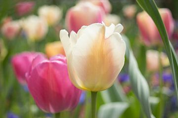 Roze en Witte tulpen  van Chantal Cornet