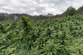Cannabisveld in de bergen van Poster Art Shop