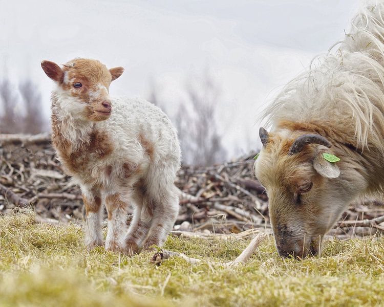 Agneau avec sa mère par John Dekker