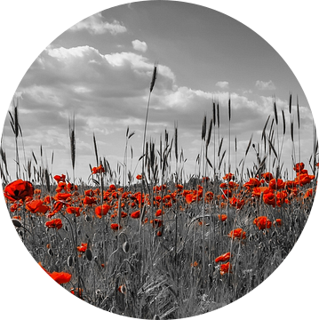 Klaprozenveld in colorkey van Melanie Viola