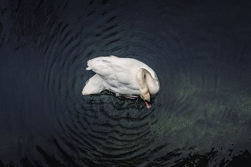 Circle of calm, swan in dark water