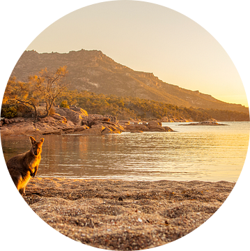 Kangoeroe in het laatste licht op Tasmanië