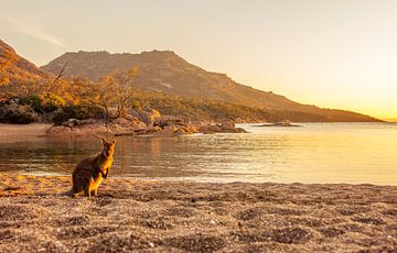 Kangaroo on the beach on the island of Tasmania