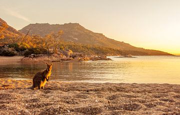 Un kangourou dans la dernière lumière sur la Tasmanie sur Corno van den Berg