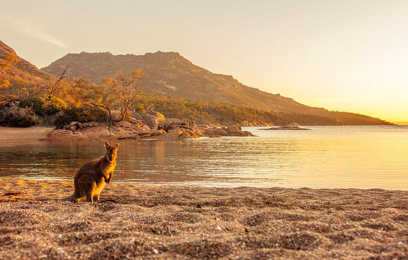 Känguru im letzten Licht auf Tasmanien von Corno van den Berg