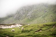Schapen op een groene mistige berg op de Lofoten, Noorwegen, fotoprint van Manja Herrebrugh - Outdoor by Manja thumbnail