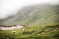 Moutons sur une montagne brumeuse verte sur les Lofoten, Norvège, photo print