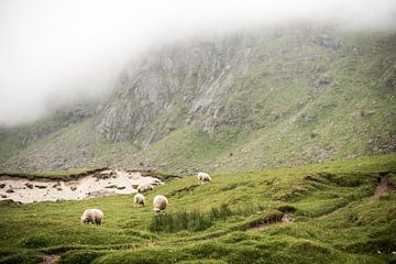 Schafe auf einem grünen, nebligen Berg auf den Lofoten, Norwegen, Fotodruck