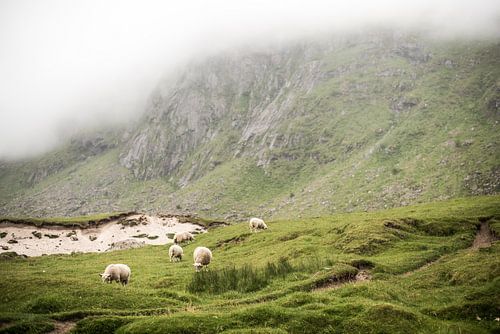 Schapen op een groene mistige berg op de Lofoten, Noorwegen, fotoprint
