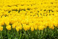 Tulipes jaunes dans un champ par Sjoerd van der Wal Photographie Aperçu