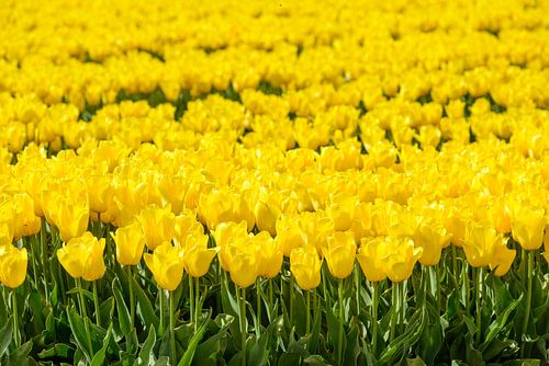 Geel tulpenveld