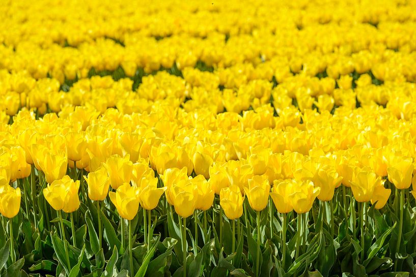 Tulipes jaunes dans un champ par Sjoerd van der Wal Photographie