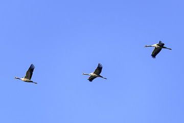 Crane birds or Common Cranes flying in mid air