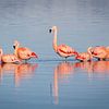 Groep flamingo's staand in het water van een fjord van Chris Stenger