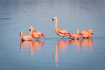 Group of flamingos standing in the water of a fjord by Chris Stenger
