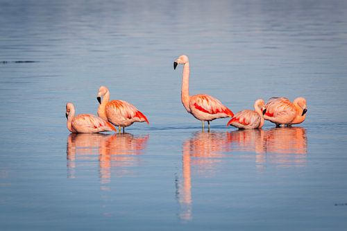 Groep flamingo's staand in het water van een fjord