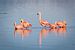 Groep flamingo's staand in het water van een fjord van Chris Stenger
