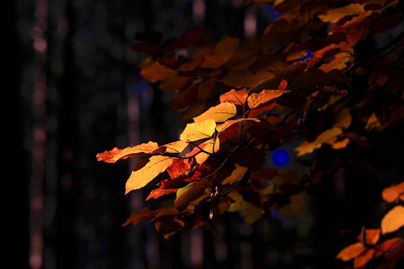 Beech by Thomas Jäger