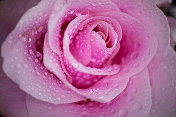 Roze roos met druppels van By Karin