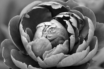 A close-up of a peony in Black and White