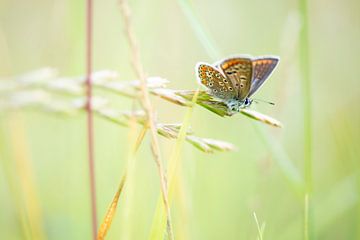 Vlinder tussen het gras van Marja Lok