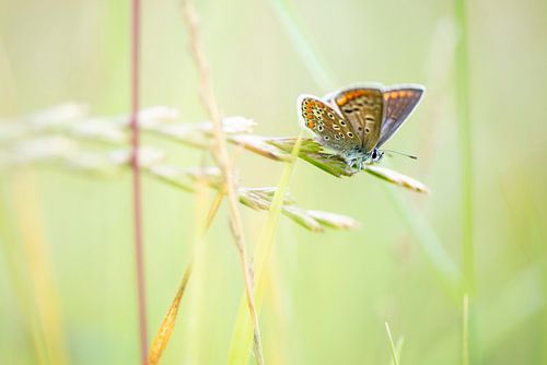 Butterfly between the grass