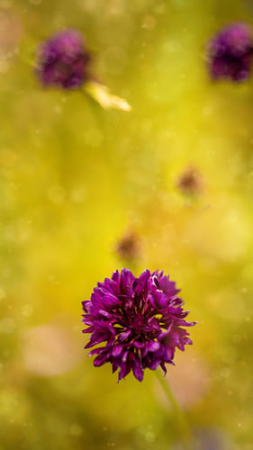 Donkerpaarse korenbloem – macrofoto tegen een geelgroene bokeh-achtergrond