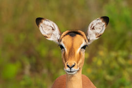 Close-up Frontal Portrait of an Impala’s Head and Ears by Johannes Jongsma