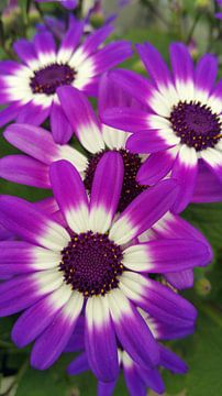 Beautiful purple flowers by Shan Shop