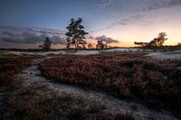 Trees and dunes IV