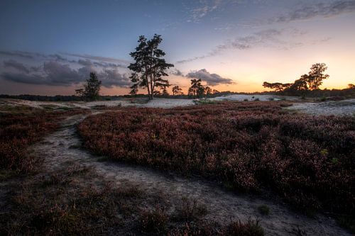 Bomen en duinen IV