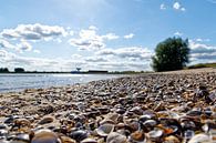 Shell beach at the waal by Tim Hartelo thumbnail
