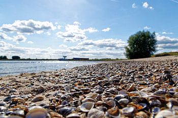 Muschelstrand am Waal
