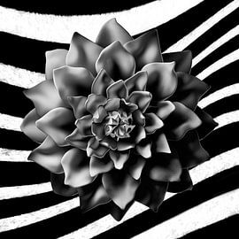 Zebra-Trend bei der Blüte von GoStijn