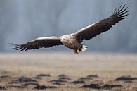 Weißkopfseeadler von Menno Schaefer Miniaturansicht