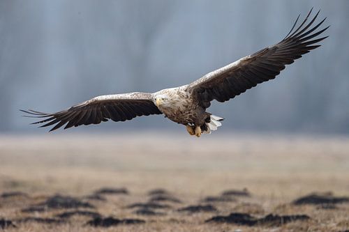 White tailed eagle 