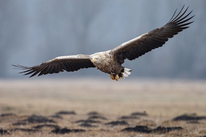 Europese Zeearend van Menno Schaefer