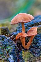 Colourful mushrooms macro