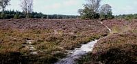 De Veluwe met al haar pracht