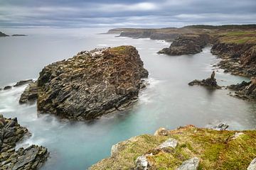 Côte sauvage de Terre-Neuve