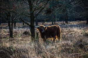 Schotse hooglander