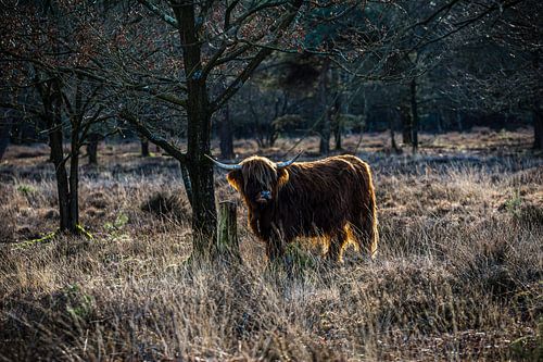 Schotse hooglander