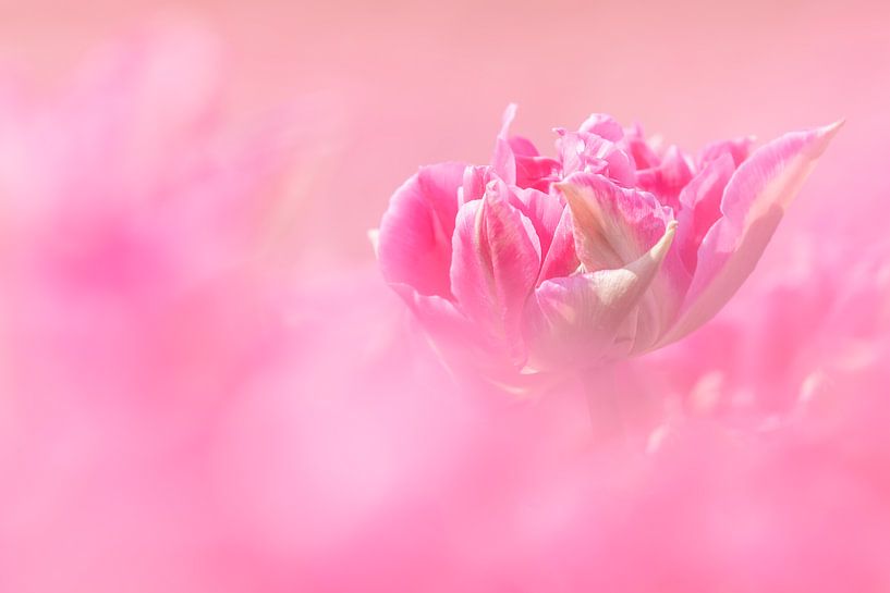 Pretty in Pink! von Karin de Bruin